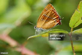 Attēlu rezultāti vaicājumam “Thecla betulae”