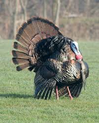 Attēlu rezultāti vaicājumam “Meleagris male”