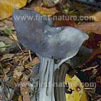 Attēlu rezultāti vaicājumam “Helvella lacunosa”