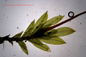 Attēlu rezultāti vaicājumam “Fissidens arnoldii sporophyte”