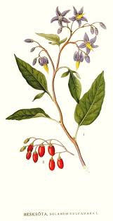 Attēlu rezultāti vaicājumam “Solanum dulcamara”