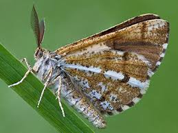 Attēlu rezultāti vaicājumam “Bupalus piniaria male”