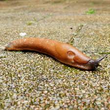 Attēlu rezultāti vaicājumam “Arion rufus”