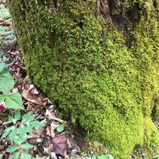 Attēlu rezultāti vaicājumam “Anomodon attenuatus”