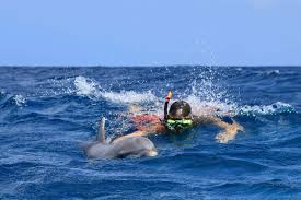 Image result for Belfairs Dolphins Snorkelling Club