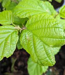 Attēlu rezultāti vaicājumam “Hamamelis virginiana”