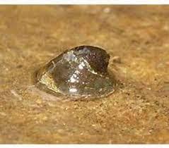 Attēlu rezultāti vaicājumam “Ancylus fluviatilis”