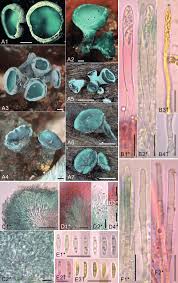 Attēlu rezultāti vaicājumam “Chlorociboria aeruginascens”