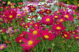 Image result for Cosmos bipinnatus