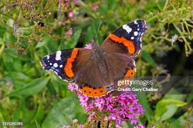 Attēlu rezultāti vaicājumam “Nymphalidae”