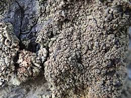 Attēlu rezultāti vaicājumam “Hypocenomyce friesii”