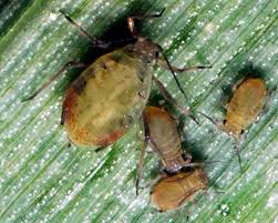 Attēlu rezultāti vaicājumam “Rhopalosiphum oxyacanthae”