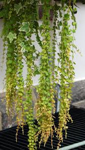 Attēlu rezultāti vaicājumam “Lysimachia nummularia leaf”