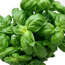 Image result for Basilikum