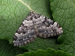 Attēlu rezultāti vaicājumam “Xanthorhoe fluctuata”