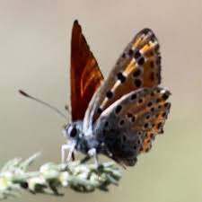 Attēlu rezultāti vaicājumam “Lycaena alciphron underside”