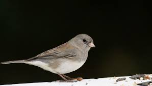 Image result for Junco hyemalis