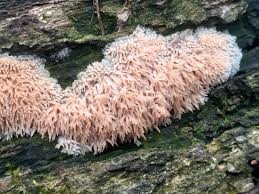 Attēlu rezultāti vaicājumam “Radulomyces confluens”