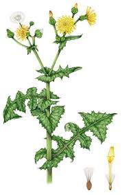 Attēlu rezultāti vaicājumam “Sonchus oleraceus leaf”