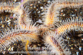 Attēlu rezultāti vaicājumam “Ophiotheca sp.”