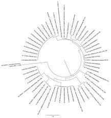 Attēlu rezultāti vaicājumam “Osmoderma barnabita imago”