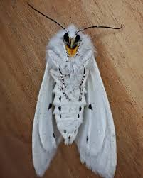 Attēlu rezultāti vaicājumam “Spilosoma sp.”