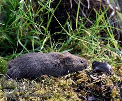 Attēlu rezultāti vaicājumam “Microtus agrestis”