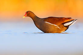 Attēlu rezultāti vaicājumam “Gallinula chloropus adult”