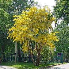 Image result for Laburnum anagyroides