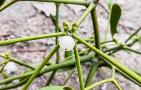 Attēlu rezultāti vaicājumam “Viscum album fruit”
