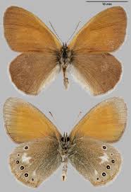 Attēlu rezultāti vaicājumam “Coenonympha glycerion”