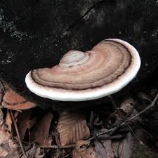 Attēlu rezultāti vaicājumam “Ganoderma applanatum”