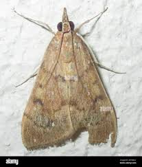 Attēlu rezultāti vaicājumam “Crambidae”