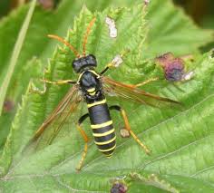 Attēlu rezultāti vaicājumam “Tenthredo scrophulariae”