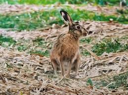 Attēlu rezultāti vaicājumam “Lepus europaeus”