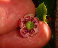 Attēlu rezultāti vaicājumam “Chimaphila umbellata fruit”