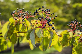 Attēlu rezultāti vaicājumam “Cornus sanguinea fruit”