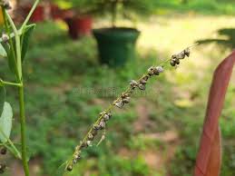 Attēlu rezultāti vaicājumam “Melilotus albus fruit”