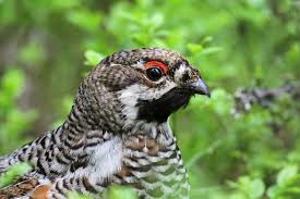 Attēlu rezultāti vaicājumam “Tetrastes bonasia”