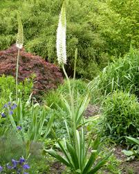 Image result for Steppenkerze