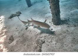 Image result for Ginglymostoma cirratum