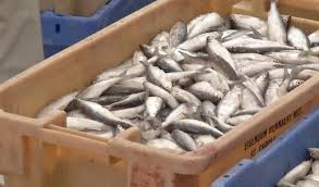 Image result for Coregonus albula