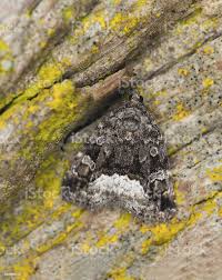 Attēlu rezultāti vaicājumam “Protodeltote pygarga”