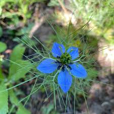 Image result for Nigella damascena