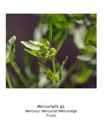 Attēlu rezultāti vaicājumam “Mercurialis perennis fruit”