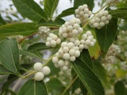 Attēlu rezultāti vaicājumam “Magnolia kobus fruit”