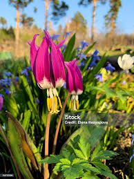 Attēlu rezultāti vaicājumam “Erythronium sibiricum”