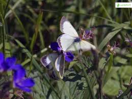 Attēlu rezultāti vaicājumam “Colias palaeno upperside”