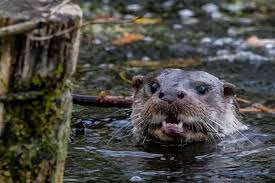 Image result for Worthing Otters