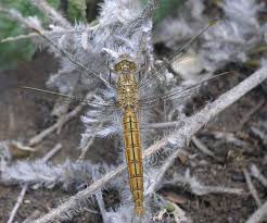 Attēlu rezultāti vaicājumam “Orthetrum brunneum”